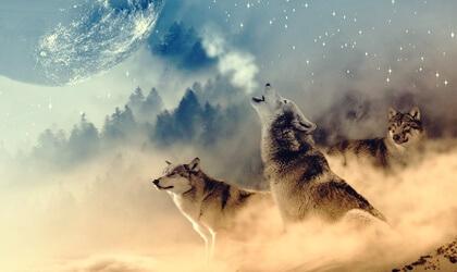 Was ist die Wolfsmedizin?