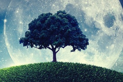 Das Gleichnis vom Baum, der nicht wusste, wer er war