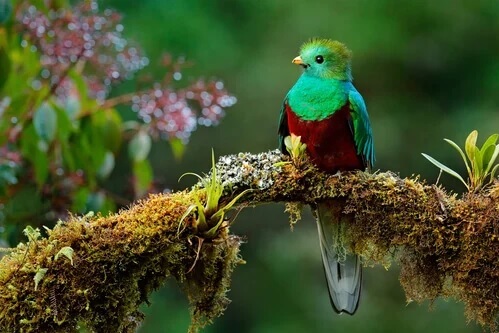 Die wunderschöne Legende vom Vogel Toh