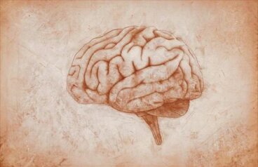 Der motorische Kortex: Eigenschaften und Funktionen