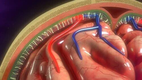 Hirnhäute: Struktur und Funktionen