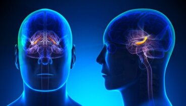 Hippocampus: Struktur und Funktionen