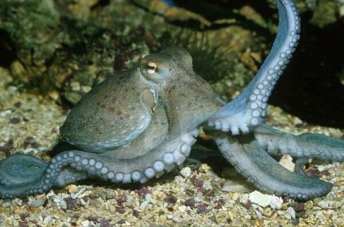Oktopusse: das Geheimnis ihrer Intelligenz