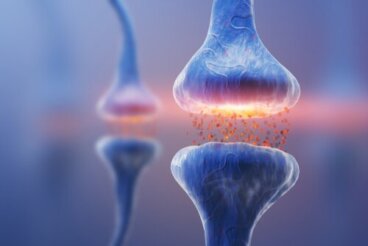 Arten von Synapsen: Neuronale Kommunikation