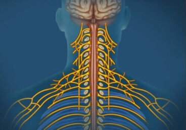 Das somatische Nervensystem: Merkmale und Funktionsweise