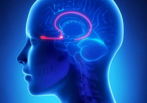 Riechtraining zur Stimulation des Geruchsinns
