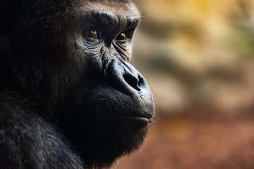 Drei unglaubliche Totenrituale von Gorillas