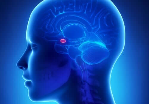Die Amygdala und Angst: Welcher Zusammenhang besteht?
