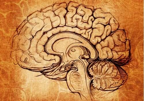 Der Nucleus lentiformis: Das Zentrum für Lernen und Motivation