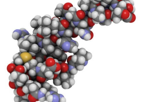 Orexine und ihr Einfluss auf den Schlaf und das Essverhalten