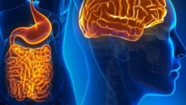 Die faszinierende Welt der Darmneuronen