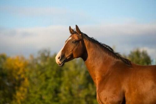 Der kluge Hans, das schlaue Pferd das Mathe konnte
