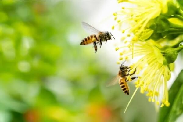 Apiphobie: Die Angst vor schwirrenden Insekten