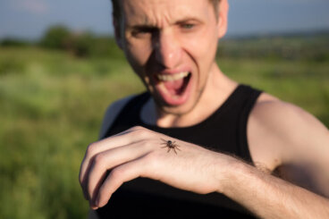Arachnophobie - die Angst vor Spinnen