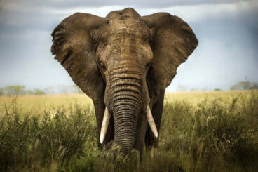 Die blinden Männer und der Elefant: Die Meinung anderer respektieren
