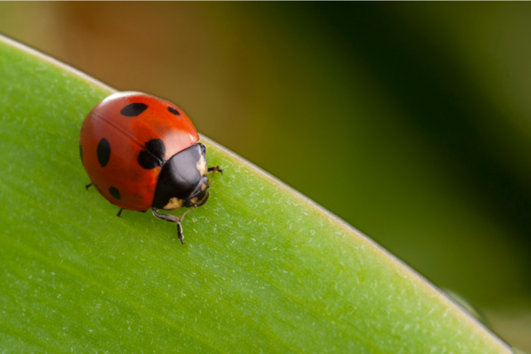 Fühlen Insekten Schmerzen?