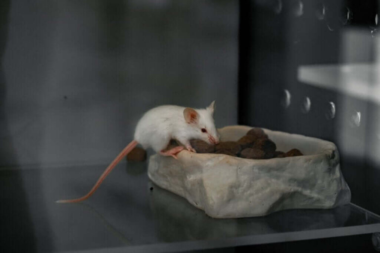 Contrafreeloading: Bevorzugen wir kognitive Herausforderungen oder direkte Belohnungen?