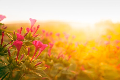Das Märchen von den zwei Mäusen, eine Geschichte über Stolz