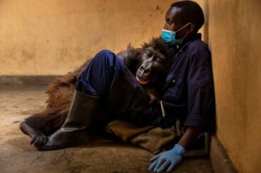 Berggorillaweibchen Ndakasi stirbt in den Armen seines Pflegers