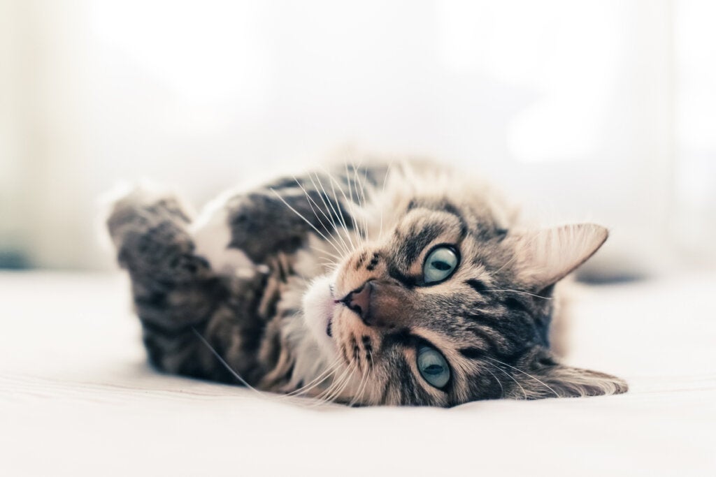 sexpuppe für katzen D i e G ö t t i n D i e G ö t t i n