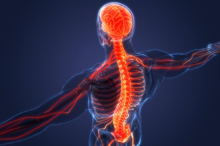 Sympathikus und Parasympathikus: Unterschiede und Merkmale