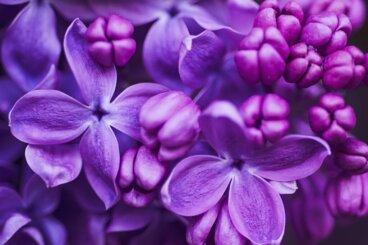 Was bedeutet die Farbe Lila in der Psychologie?