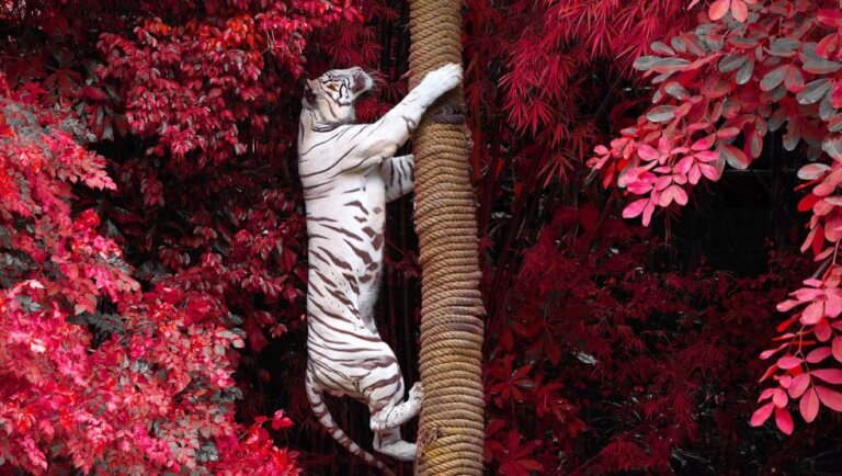Der Tiger und die Angst, die du selbst fütterst