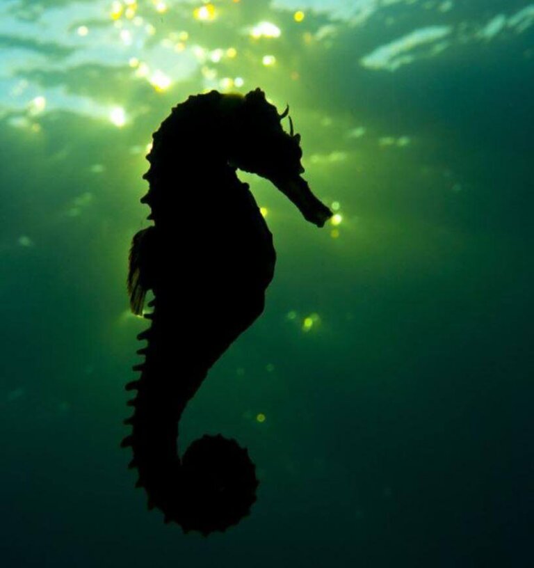 Der Hippocampus, die Struktur der Resilienz