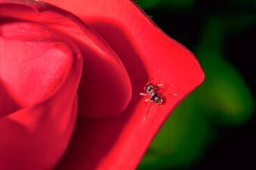 Die Rose und die Kröte, eine lehrreiche Geschichte