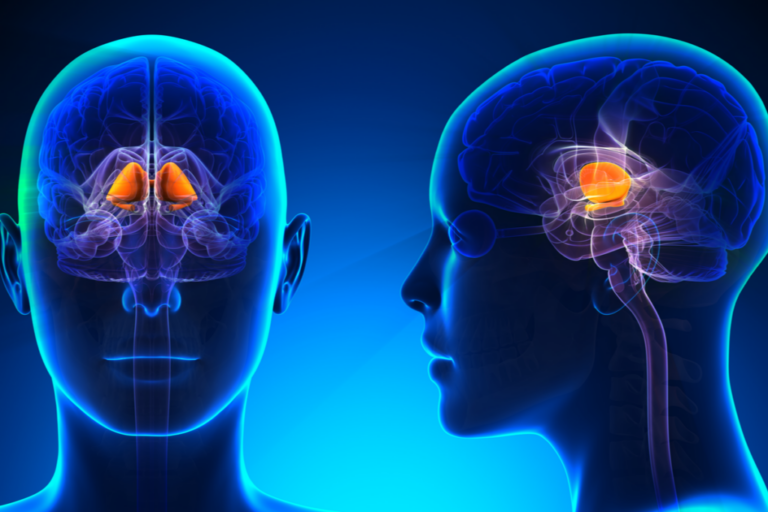 Welche Rolle spielen die Basalganglien bei der Gewohnheitsbildung?