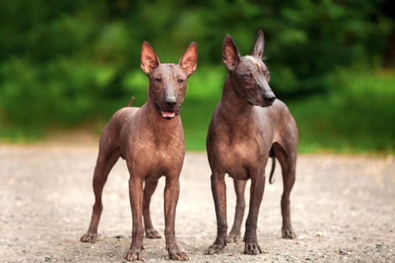 Xoloitzcuintle: der Aztekenhund, der die Seelen bis zur letzten Ruhestätte begleitet