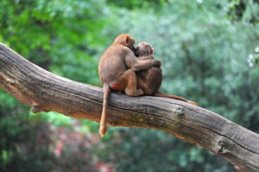 Sind Tiere von Natur aus hilfsbereit?