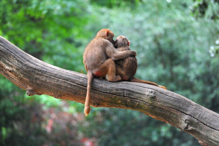Sind Tiere von Natur aus hilfsbereit?