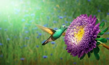 Der Bote der Götter: Maya-Legende über den Kolibri