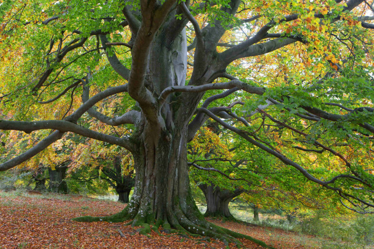 Man kann nicht schlecht gelaunt im Wald verweilen…