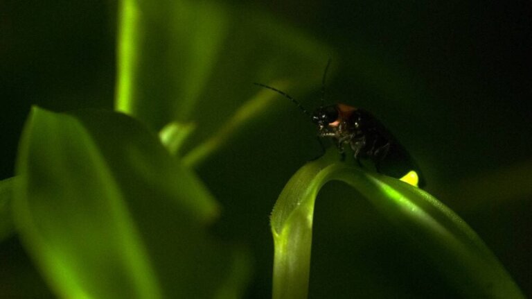 Glühwürmchen und Menschen: Wie ähnlich sind ihre Verhaltensweisen?