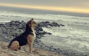 Die Geschichte von Vaguito, dem peruanischen Dachshund