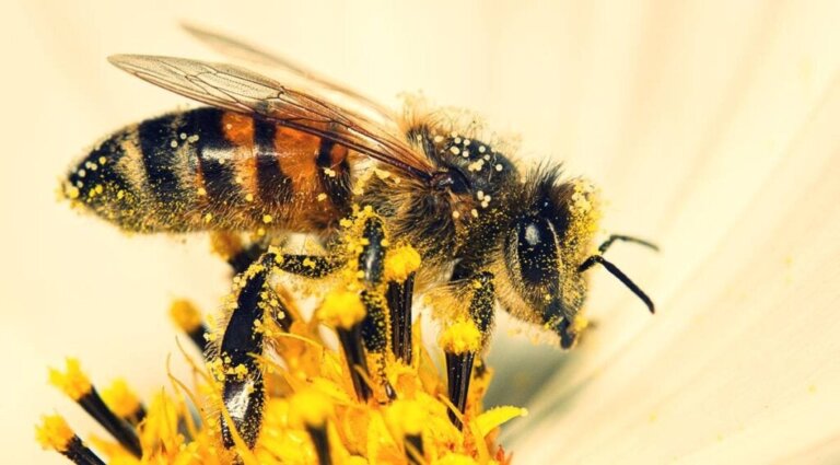 Bienen können Mathe!
