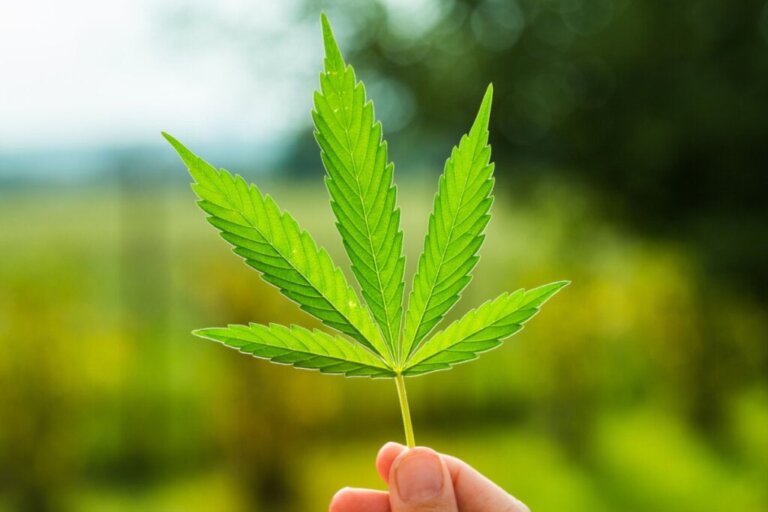 Mythos oder Wahrheit: Fördert Marihuana die Kreativität?