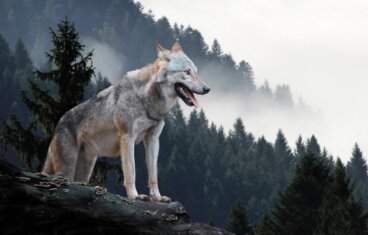 Die Geschichte von Yellowstones Alpha-Wölfin, der Matriarchin der Wälder