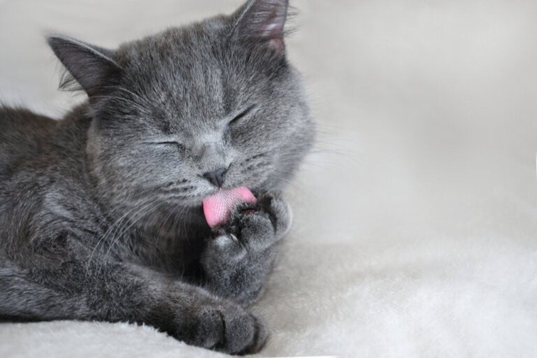 Was bedeutet die Farbe Grau in der Psychologie?