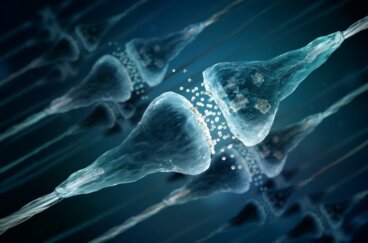 Hormone und Neurotransmitter: die Unterschiede