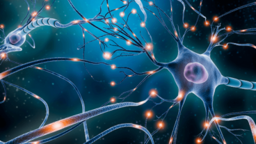 Wie viele Neuronen haben wir?