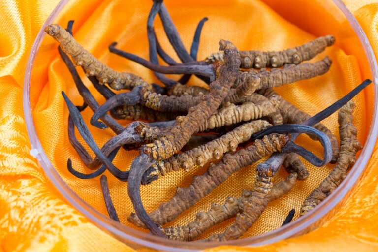 Erektile Dysfunktion: Vitalpilz Cordyceps sinensis statt Viagra?