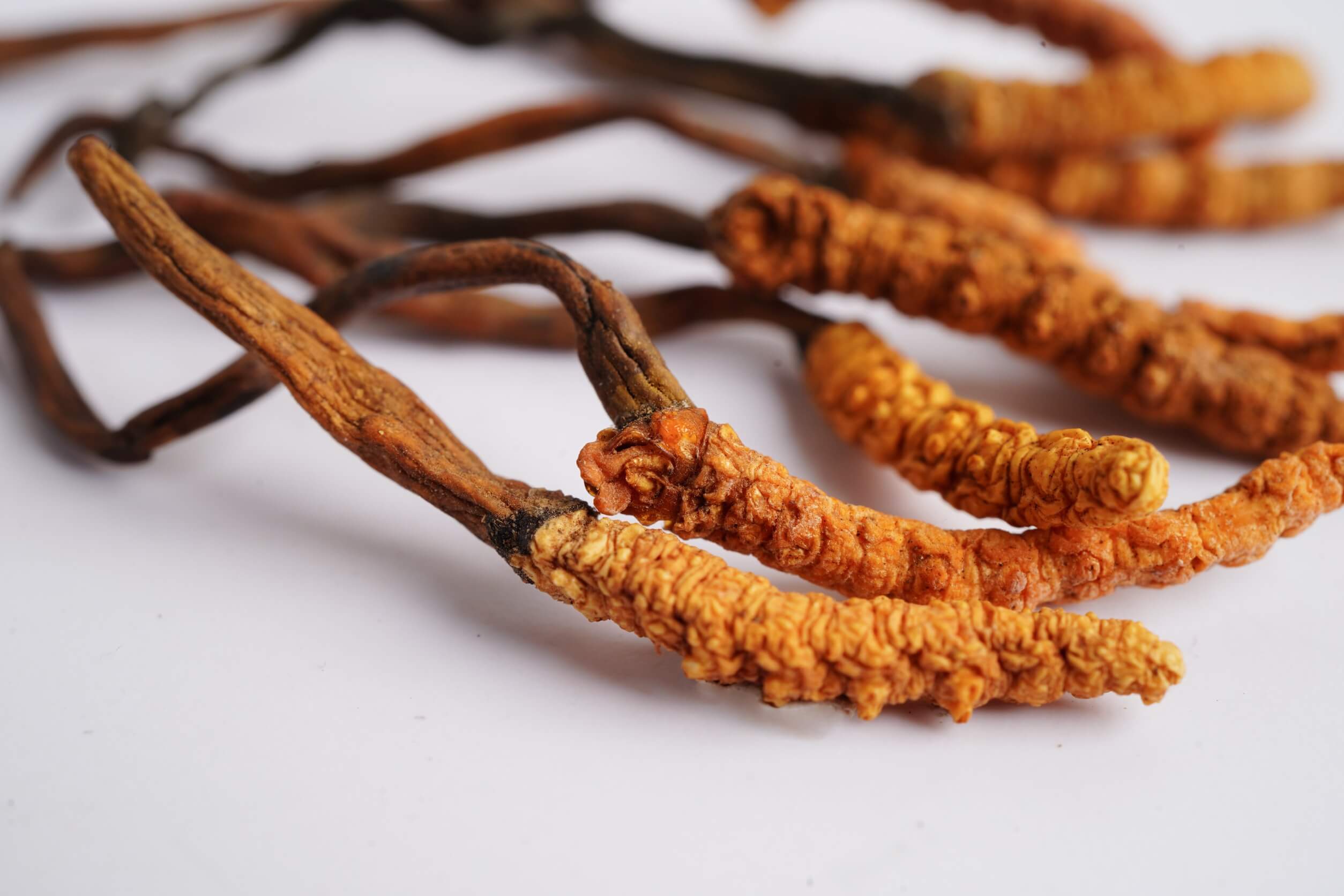 cordyceps sinensis gegen erektile dysfunktion