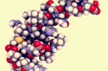 Orexin: Ein Schlüsselregulator für Wachheit und Aufmerksamkeit