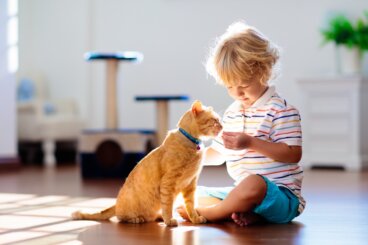 Wie Katzen als Co-Therapeuten unser emotionales Wohlbefinden fördern