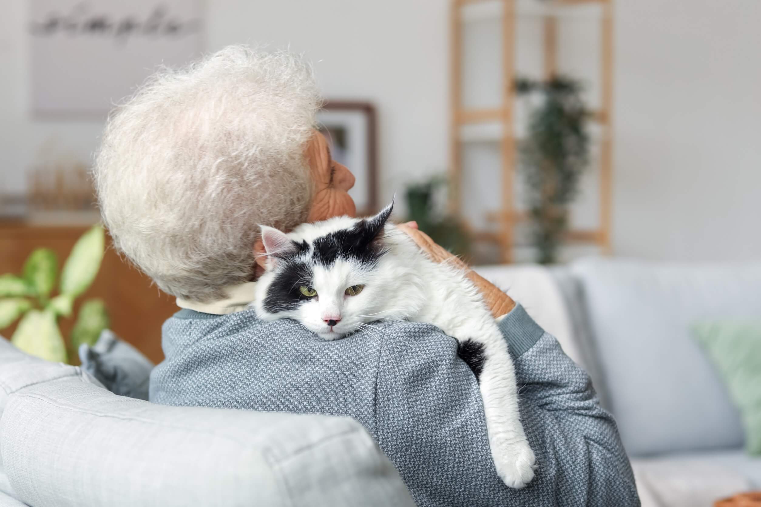 katzen für senioren