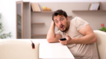 Blatophobie oder die Angst vor Kakerlaken