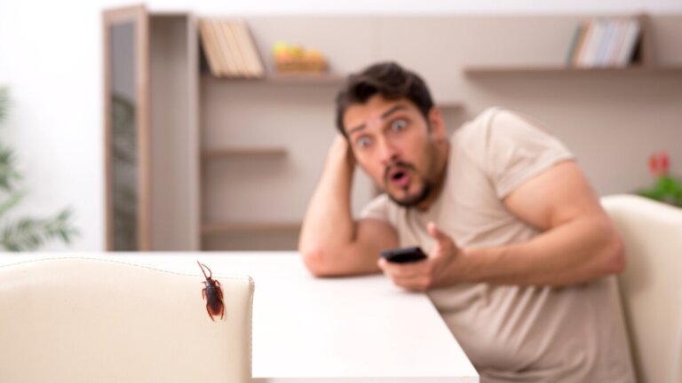 Blatophobie oder die Angst vor Kakerlaken